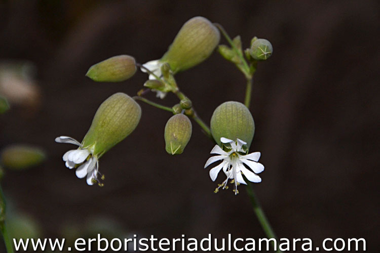 Silene cucubalus (Caryophyllaceae)