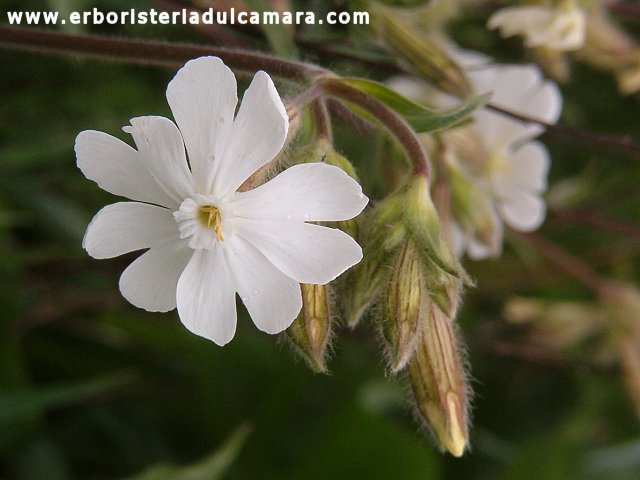 Silene dioica (Caryophyllaceae)