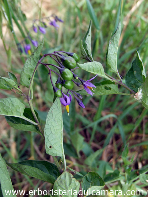 Solanum dulcamara (Solanaceae)