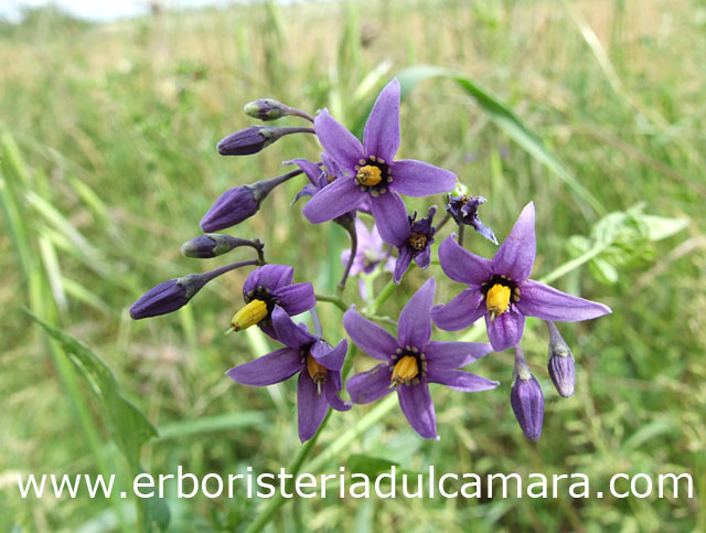 Solanum dulcamara (Solanaceae)