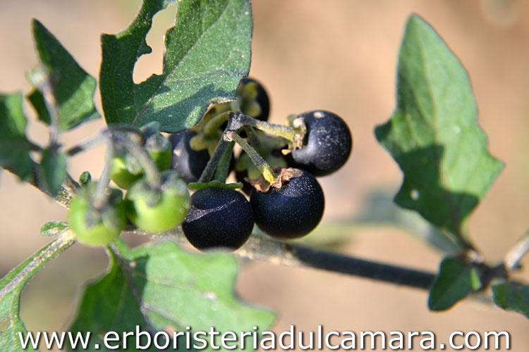 Solanum nigrum (Solanaceae)