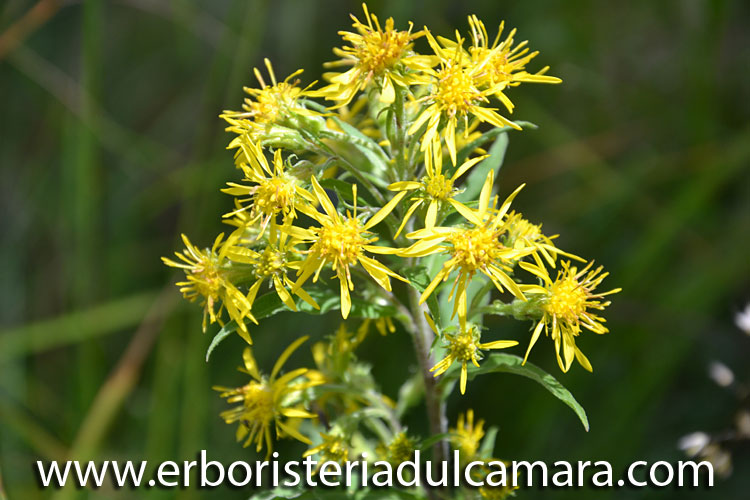 Solidago virga-aurea (Asteraceae)