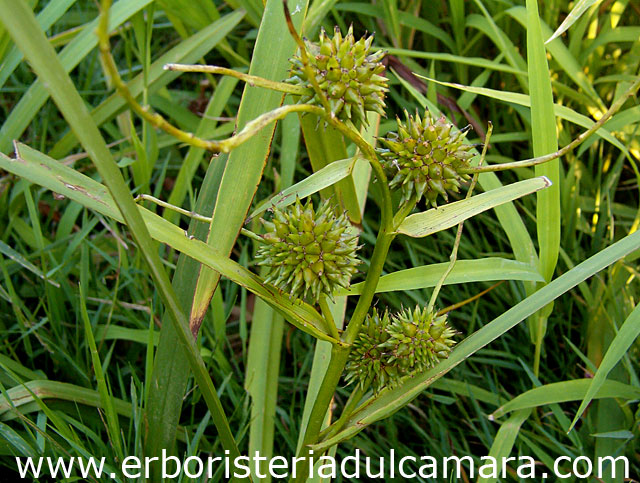 Sparganium erectum (Sparganiaceae)