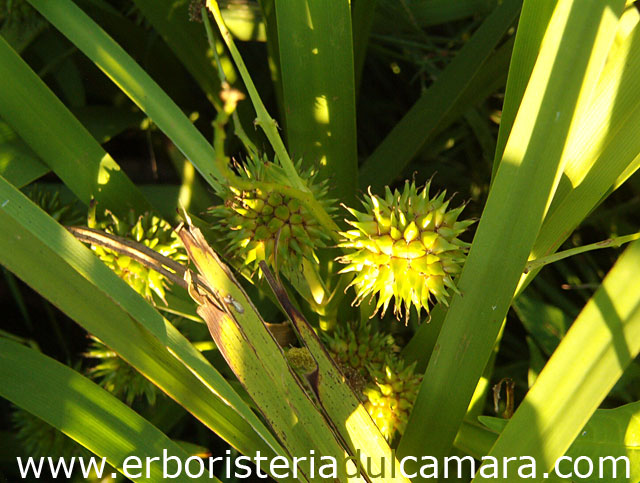 Sparganium erectum (Sparganiaceae)