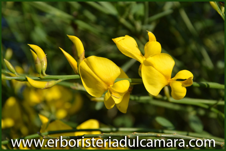 Spartium junceum (Fabaceae)