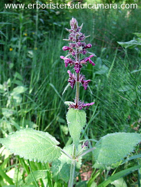 Stachys sylvatica (Lamiaceae)