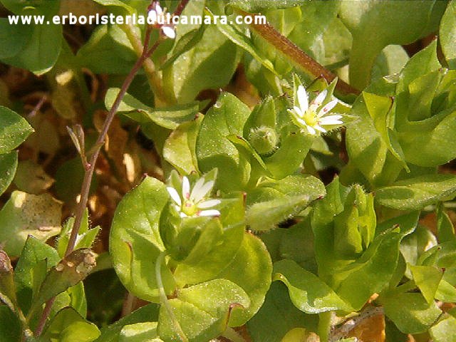 Stellaria media (Caryophyllaceae)