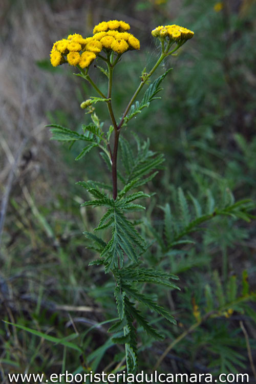 Tanacetum vulgare (Asteraceae)