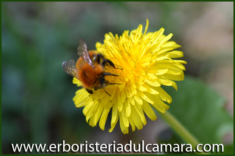 Taraxacum officinale (Asteraceae)