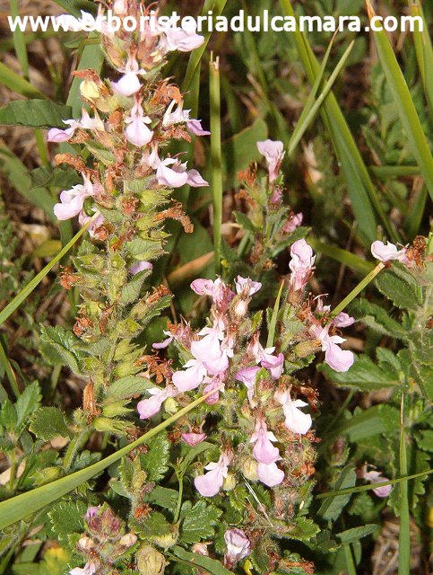 Teucrium chamaedrys (Lamiaceae)