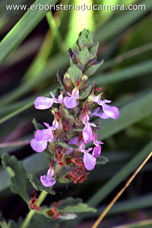 Teucrium chamaedrys (Lamiaceae)