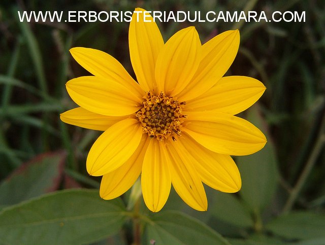 Helianthus tuberosus (Asteraceae)