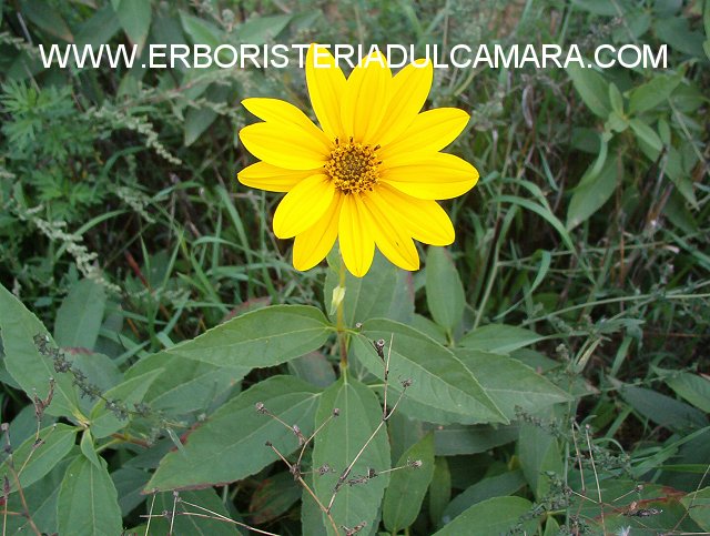 Helianthus tuberosus (Asteraceae)