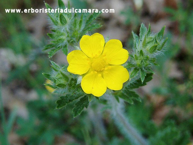 Potentilla erecta (Rosaceae)