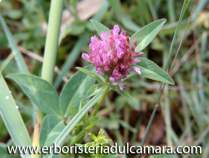 Trifolium pratense (Fabaceae)