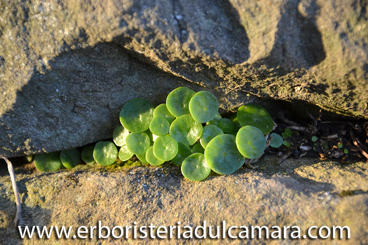 Umbilicus rupestris (Crassulaceae)