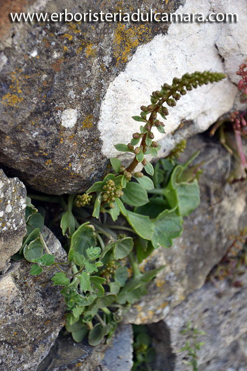 Umbilicus rupestris (Crassulaceae)