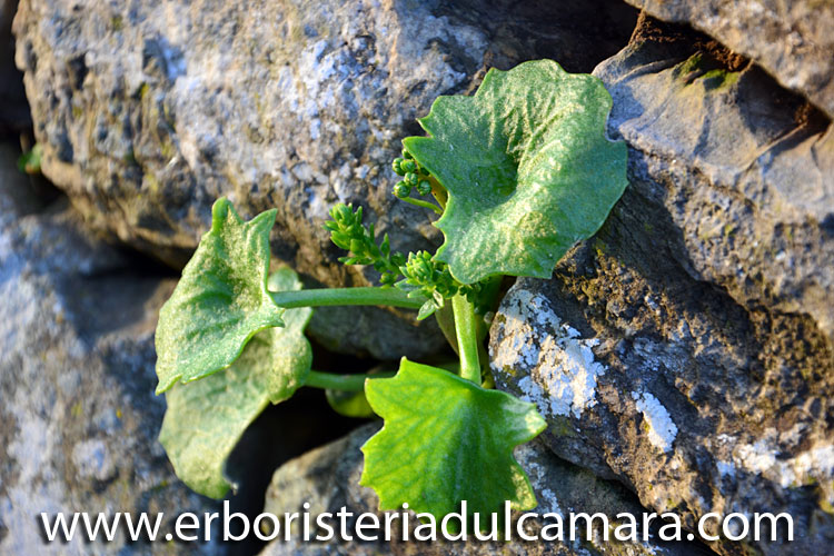 Umbilicus rupestris (Crassulaceae)