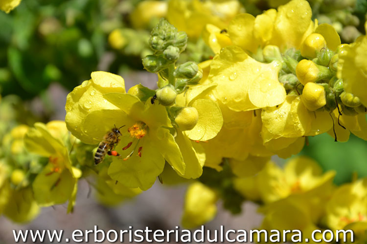 Verbascum densiflorum (Scrophulariaceae)