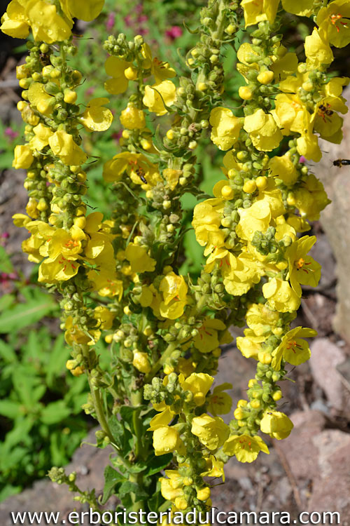 Verbascum densiflorum (Scrophulariaceae)