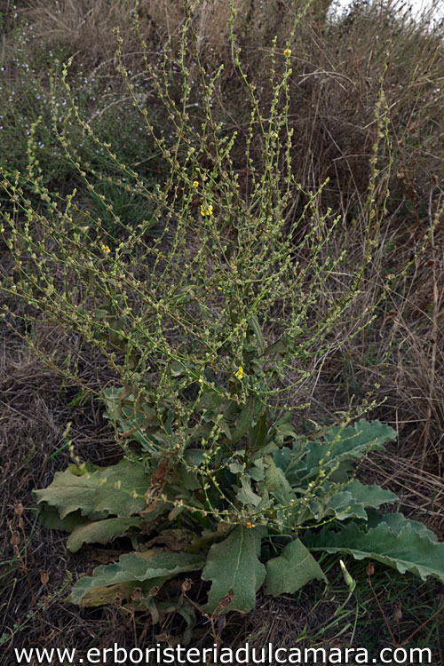 Verbascum sinuatum (Scrophulariaceae)