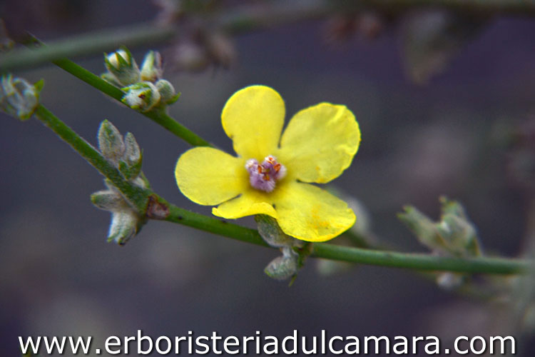 Verbascum sinuatum (Scrophulariaceae)