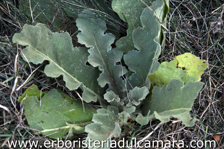 Verbascum sinuatum (Scrophulariaceae)