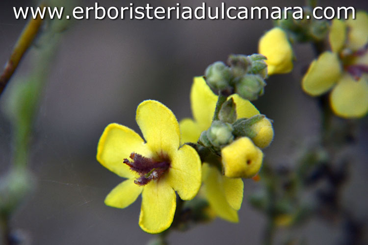 Verbascum sinuatum (Scrophulariaceae)