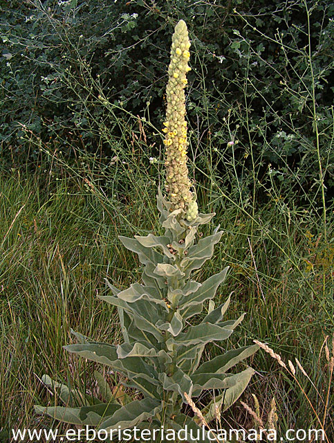 Verbascum thapsus (Scrophulariaceae)