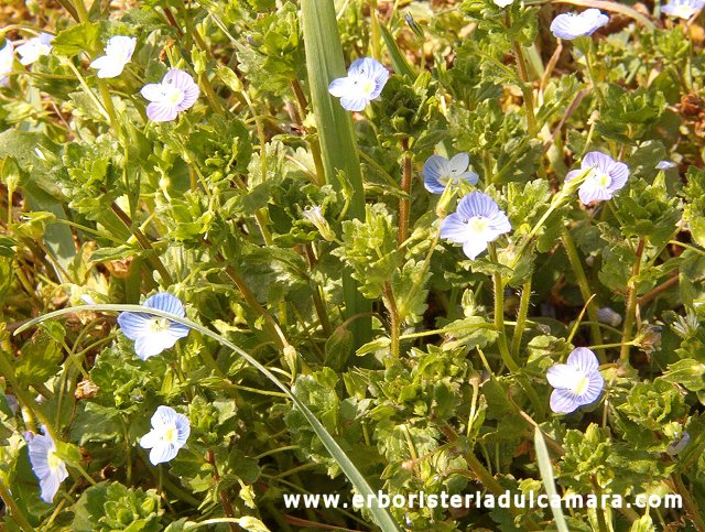 Veronica persica (Scrophulariaceae)