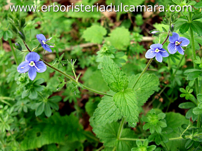 Veronica chamaedrys (Scrophulariaceae)