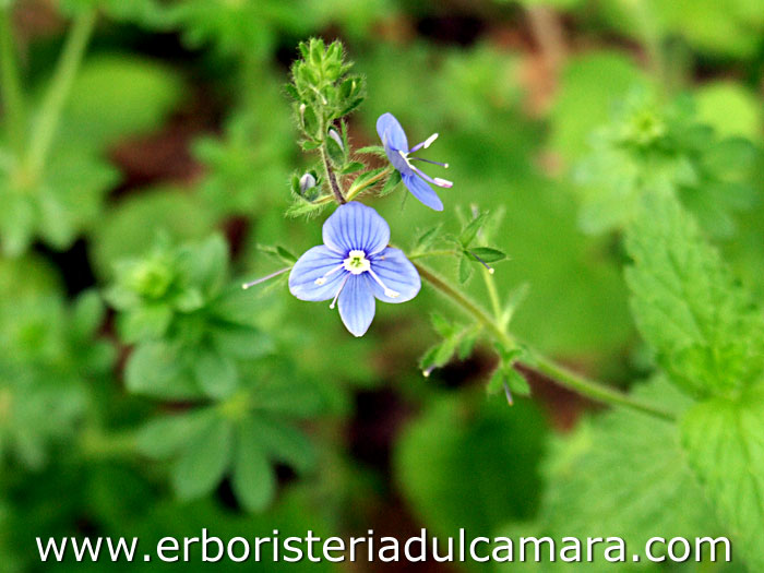 Veronica chamaedrys (Scrophulariaceae)