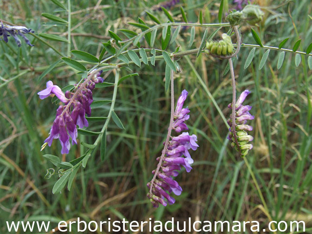 Vicia cracca (Fabaceae)