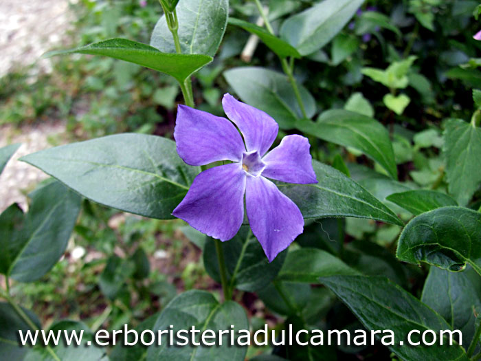 Vinca major (Apocynaceae)