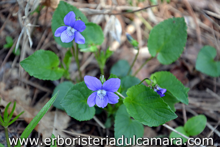 Viola odorata (Violaceae)