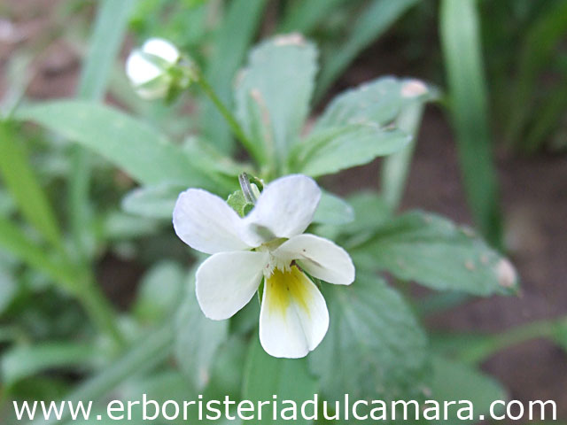 Viola tricolor (Violaceae)