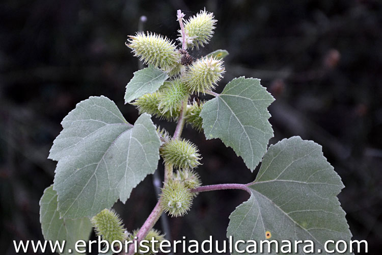 Xanthium strumarium (Asteraceae)