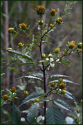 Bidens frondosa (Asteraceae)