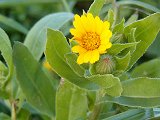 Calendula arvensis (Asteraceae)