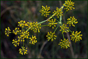 Foeniculum vulgare (Umbelliferae)