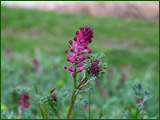 Fumaria officinalis (Fumariaceae)