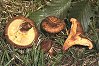 Paxillus involutus